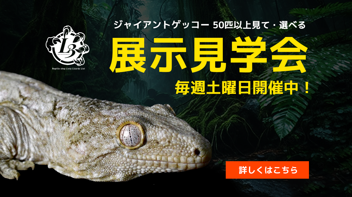 https://lizards.jp/_images/top/1750404272/top_thumb_1.png