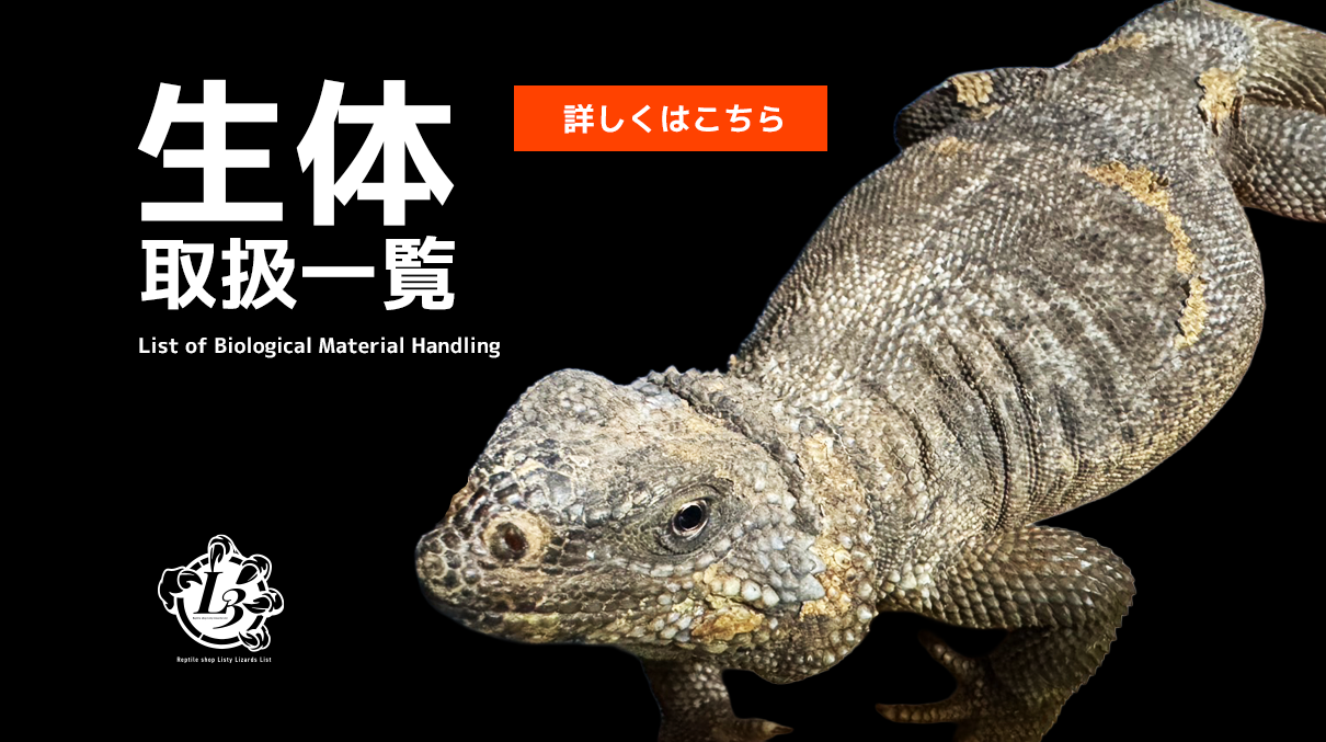 https://lizards.jp/_images/top/1750409015/top_thumb_1.png